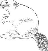 beaver Maqephe A Mebala A Hatisoang